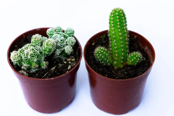 Cerrar Fotografías Mini Cactus Verdes Cactus Plantados Una Pequeña Maceta —  Fotos de Stock