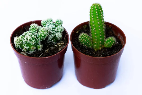 Fechar Fotografias Mini Cactos Verdes Cacto Plantados Num Pequeno Vaso — Fotografia de Stock