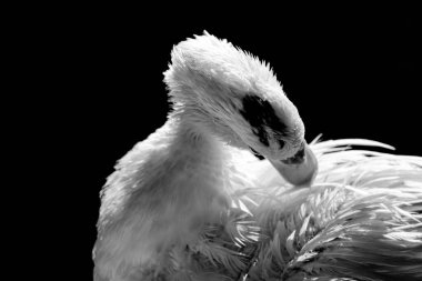 Beyaz ördek ışıkla poz veriyor ve siyah arka planda keskin detaylar var. Gerçek bir hayvanın gerçek fotoğrafı..