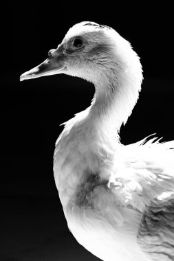 Beyaz ördek ışıkla poz veriyor ve siyah arka planda keskin detaylar var. Gerçek bir hayvanın gerçek fotoğrafı..