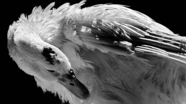 Beyaz ördek ışık ve keskin detaylarla poz veriyor. Gerçek bir hayvanın gerçek fotoğrafı..