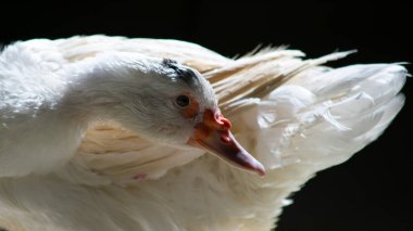Beyaz ördek ışık ve keskin detaylarla poz veriyor. Gerçek bir hayvanın gerçek fotoğrafı..