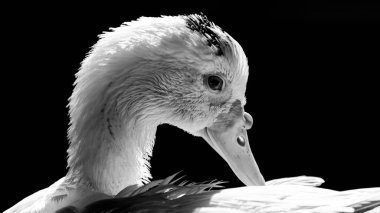 Beyaz ördek ışık ve keskin detaylarla poz veriyor. Gerçek bir hayvanın gerçek fotoğrafı..