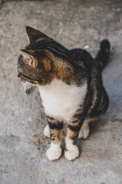 Kapalı planda evcil kedi (evcil hayvan) fotoğrafı, sabit ve şirin bir görünüm. Gerçek bir durumda gerçek bir hayvan..