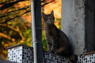 Kapalı planda evcil kedi (evcil hayvan) fotoğrafı, sabit ve şirin bir görünüm. Gerçek bir durumda gerçek bir hayvan..