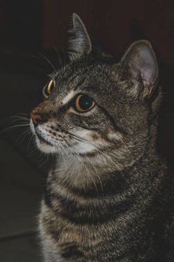 Kapalı planda evcil kedi (evcil hayvan) fotoğrafı, sabit ve şirin bir görünüm. Gerçek bir durumda gerçek bir hayvan..