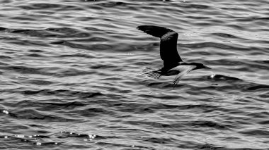Brezilya deniz kuşu Guanabara Körfezi, Rio de Janeiro, Brezilya 'da doğal ortamında fotoğraflandı..