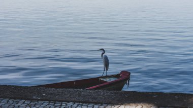 Brezilya deniz kuşu Guanabara Körfezi, Rio de Janeiro, Brezilya 'da doğal ortamında fotoğraflandı..