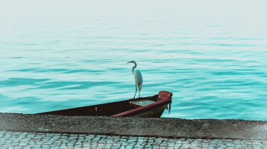 Brezilya deniz kuşu Guanabara Körfezi, Rio de Janeiro, Brezilya 'da doğal ortamında fotoğraflandı..