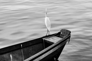 Brezilya deniz kuşu Guanabara Körfezi, Rio de Janeiro, Brezilya 'da doğal ortamında fotoğraflandı..