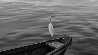 Brezilya deniz kuşu Guanabara Körfezi, Rio de Janeiro, Brezilya 'da doğal ortamında fotoğraflandı..