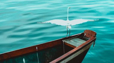 Brezilya deniz kuşu Guanabara Körfezi, Rio de Janeiro, Brezilya 'da doğal ortamında fotoğraflandı..
