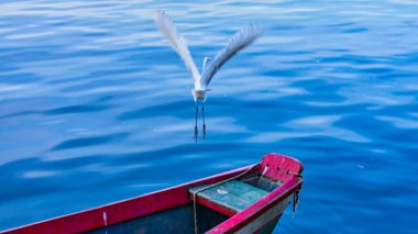 Brezilya deniz kuşu Guanabara Körfezi, Rio de Janeiro, Brezilya 'da doğal ortamında fotoğraflandı..
