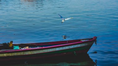 Brezilya deniz kuşu Guanabara Körfezi, Rio de Janeiro, Brezilya 'da doğal ortamında fotoğraflandı..