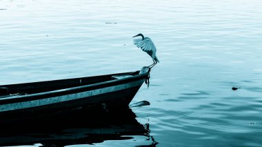 Brezilya deniz kuşu Guanabara Körfezi, Rio de Janeiro, Brezilya 'da doğal ortamında fotoğraflandı..