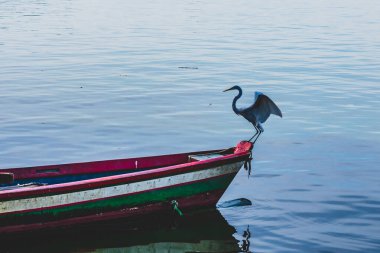 Brezilya deniz kuşu Guanabara Körfezi, Rio de Janeiro, Brezilya 'da doğal ortamında fotoğraflandı..