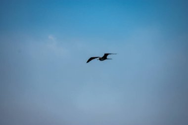 Brezilya deniz kuşu Guanabara Körfezi, Rio de Janeiro, Brezilya 'da doğal ortamında fotoğraflandı..