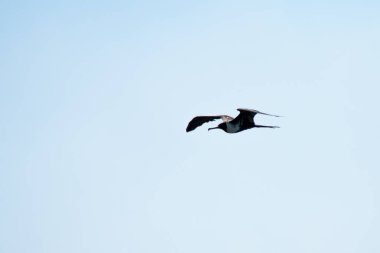 Brezilya deniz kuşu Guanabara Körfezi, Rio de Janeiro, Brezilya 'da doğal ortamında fotoğraflandı..