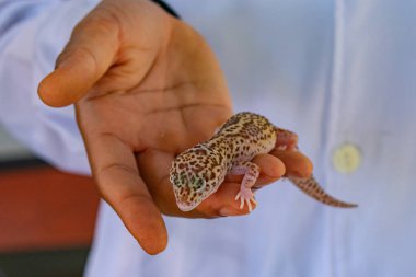 Salamander tutan bir veterinerin fotoğrafı. Yakından bakınca hayvanın ve profesyonelin eli görünüyor..