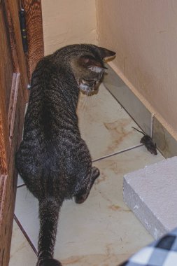 Kedi izliyor ve küçük bir fare yakalamak için hazırlanıyor. Bir kedi fare yakalamadan hemen önce. Gerçek hayvanlarla gerçek fotoğraf..