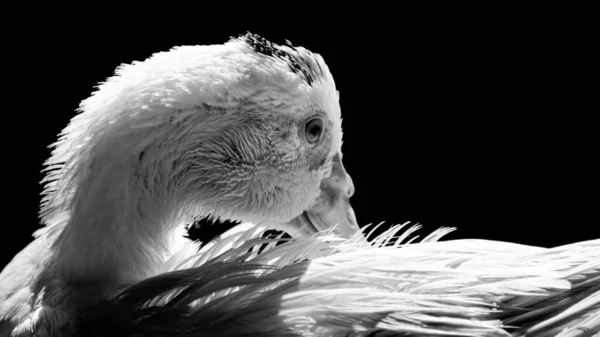 White duck posing with lighting and sharp details. Real photo of a real animal.