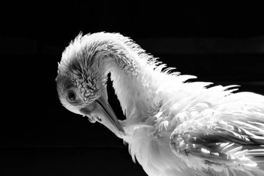 Kameraya yakın duran beyaz ördek, keskin ışık ve detaylarla evcilleştirilmiş vahşi hayvan. Gerçek bir hayvanın gerçek fotoğrafı..