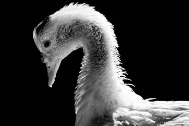 Kameraya yakın duran beyaz ördek, keskin ışık ve detaylarla evcilleştirilmiş vahşi hayvan. Gerçek bir hayvanın gerçek fotoğrafı..