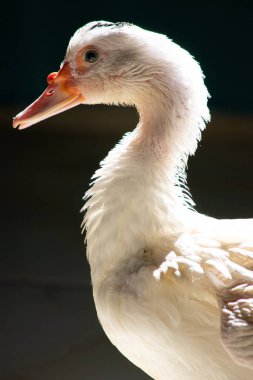 Kameraya yakın duran beyaz ördek, keskin ışık ve detaylarla evcilleştirilmiş vahşi hayvan. Gerçek bir hayvanın gerçek fotoğrafı..