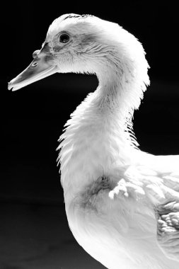 Kameraya yakın duran beyaz ördek, keskin ışık ve detaylarla evcilleştirilmiş vahşi hayvan. Gerçek bir hayvanın gerçek fotoğrafı..