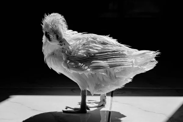 Canard Blanc Debout Près Caméra Animal Sauvage Domestiqué Avec Éclairage — Photo