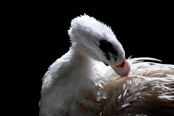 Canard Blanc Debout Près Caméra Animal Sauvage Domestiqué Avec Éclairage — Photo