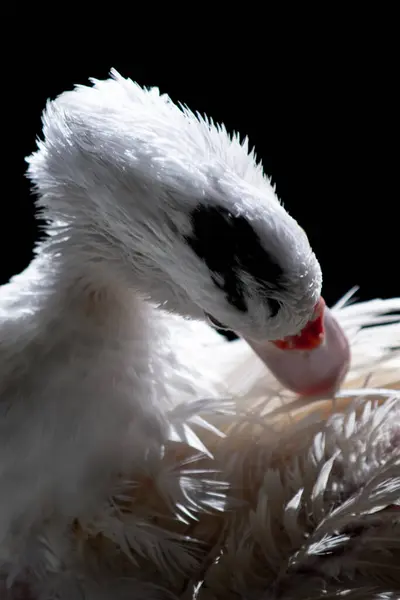 Canard Blanc Debout Près Caméra Animal Sauvage Domestiqué Avec Éclairage — Photo