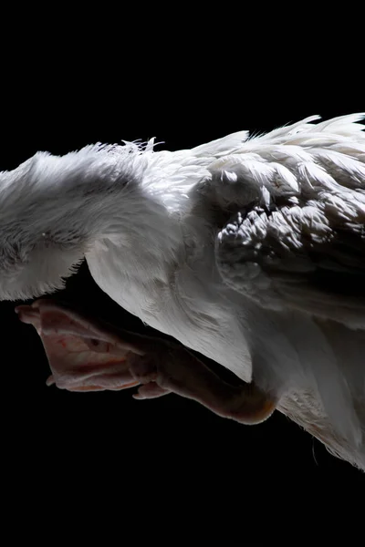 Weiße Ente Neben Der Kamera Domestiziertes Wildtier Mit Scharfer Beleuchtung — Stockfoto