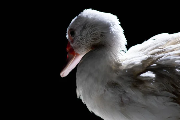 Canard Blanc Debout Près Caméra Animal Sauvage Domestiqué Avec Éclairage — Photo