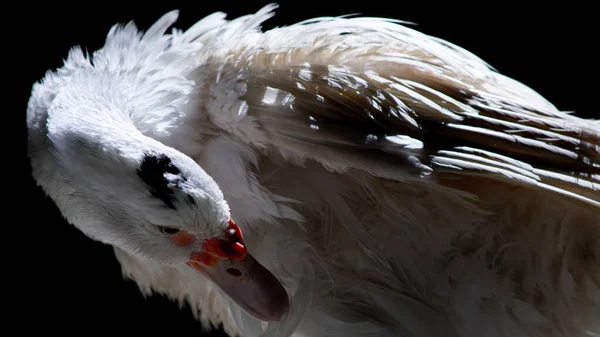 Canard Blanc Debout Près Caméra Animal Sauvage Domestiqué Avec Éclairage — Photo