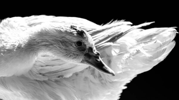 White duck standing close to the camera, domesticated wild animal, with sharp lighting and details. Real photo of a real animal.