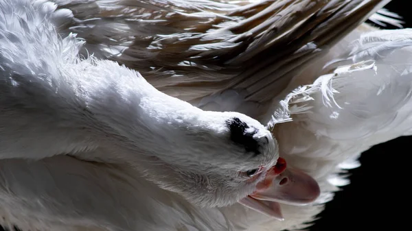 Canard Blanc Debout Près Caméra Animal Sauvage Domestiqué Avec Éclairage — Photo