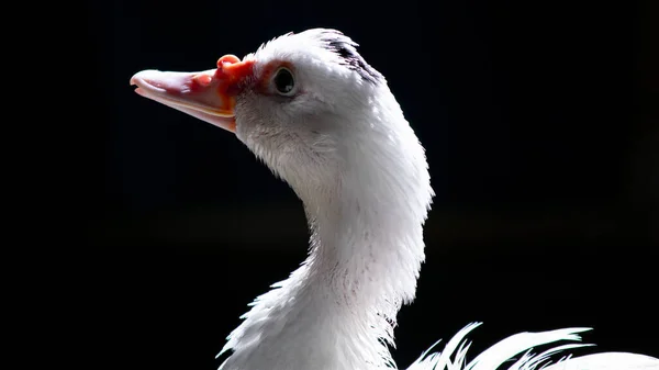 Canard Blanc Debout Près Caméra Animal Sauvage Domestiqué Avec Éclairage — Photo