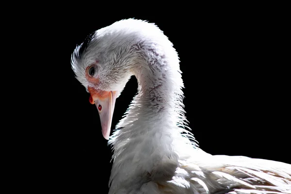 Canard Blanc Debout Près Caméra Animal Sauvage Domestiqué Avec Éclairage — Photo