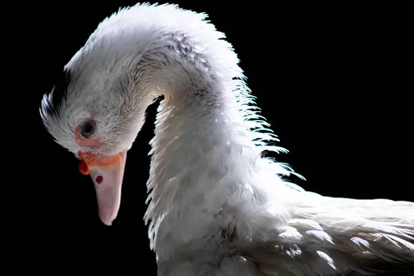 Canard Blanc Debout Près Caméra Animal Sauvage Domestiqué Avec Éclairage — Photo