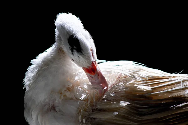 Canard Blanc Debout Près Caméra Animal Sauvage Domestiqué Avec Éclairage — Photo