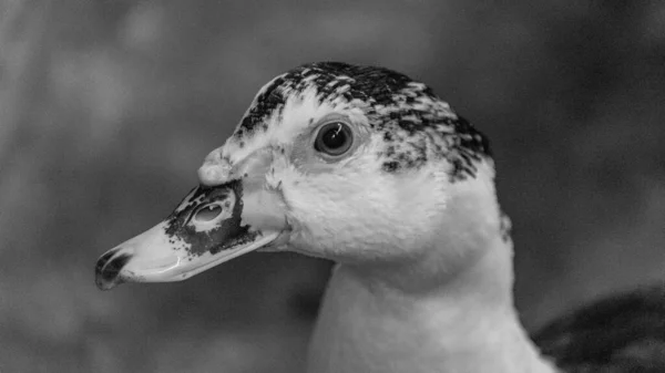 Anatra Bianca Piedi Vicino Alla Fotocamera Animale Selvatico Addomesticato Con — Foto Stock