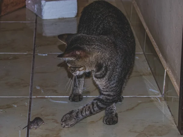 Doméstico Gato Assistindo Preparando Para Pegar Pequeno Mouse — Fotografia de Stock