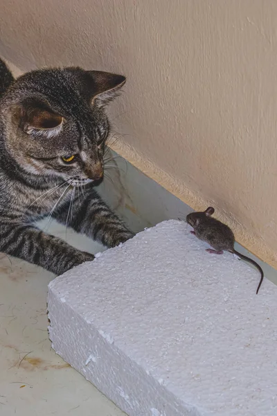 Huiskat Kijken Klaar Een Kleine Muis Vangen — Stockfoto