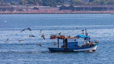 Guanabara Körfezi, Rio de Janeiro, Brezilya 'da gün boyunca deniz kuşlarıyla çevrili bir balıkçı teknesi.