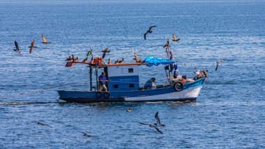 Guanabara Körfezi, Rio de Janeiro, Brezilya 'da gün boyunca deniz kuşlarıyla çevrili bir balıkçı teknesi.