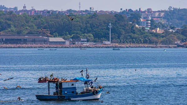 Fischerboot Tagsüber Von Seevögeln Umgeben Der Guanabara Bucht Rio Janeiro — Stockfoto