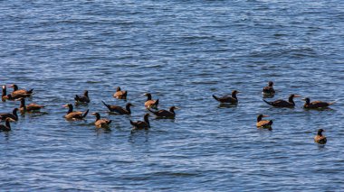 Guanabara Körfezi, Rio de Janeiro, Brezilya 'dan deniz kuşları uçuyor.