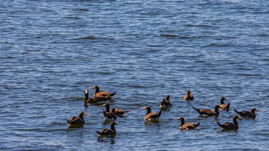 Guanabara Körfezi, Rio de Janeiro, Brezilya 'dan deniz kuşları uçuyor.
