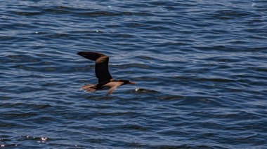 Guanabara Körfezi, Rio de Janeiro, Brezilya 'dan deniz kuşları uçuyor.